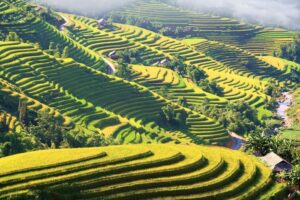 Campi terrazzati ad Hoang su phi