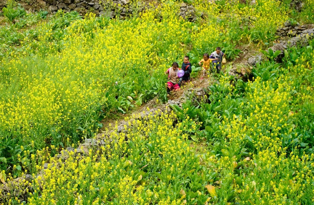 Fiori di senape gialla a Meo Vac - Ha Giang - Tour in Vietnam - Giro Asia Travel