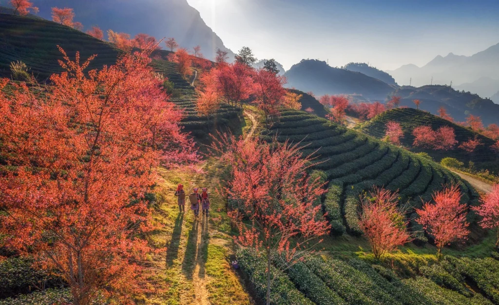 I fiori di ciliegio annunciano l'arrivo della primavera.
