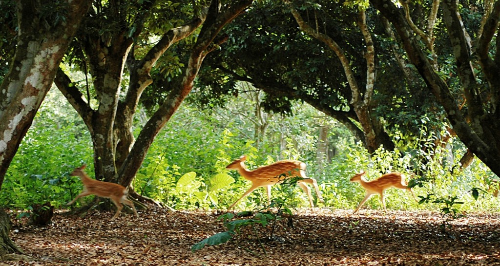 Parco Nazionale di Cuc Phuong