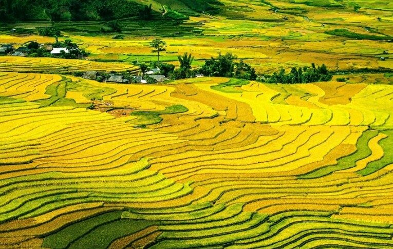 Mu Cang Chai durante la stagione della raccolta del riso.