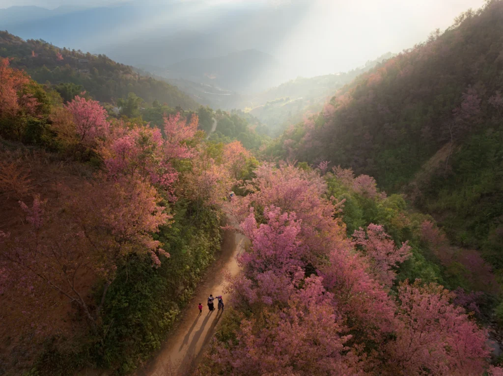 To day è un tipo di pianta legnosa che cresce in abbondanza in alcuni comuni come Mu Cang Chai o il comune di Pung Luong