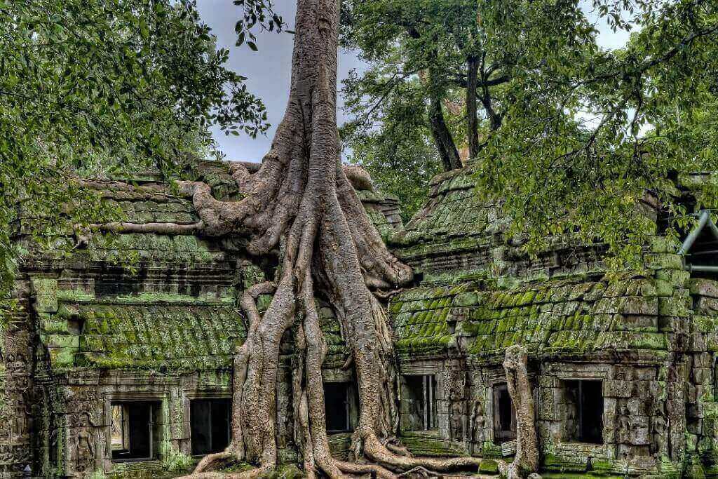 La natura nel sito di Angkor Wat, un edificio sovrastato dalle piante