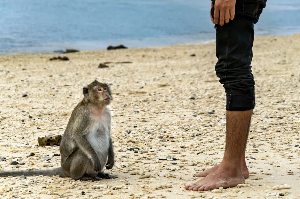 Monkey Island si trova nell'arcipelago di Cat Ba. Foto: Jusky.T/Shutterstock.