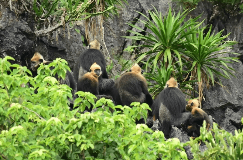 Fauna selvatica nel Parco Nazionale di Cat Ba